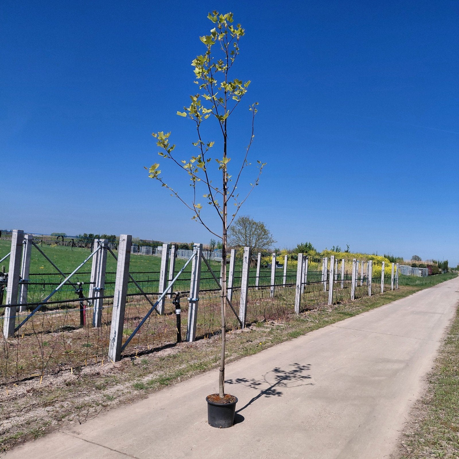 Scherpe actie Tulpenbomen | 10 voor €100!!| Liriodendron, Tuin en Terras, Ophalen of Verzenden, Volle zon, Overige soorten, Minder dan 100 cm
