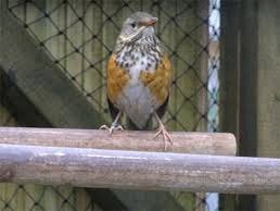 Grijskap en Zwartborst lijsters, Meerdere dieren