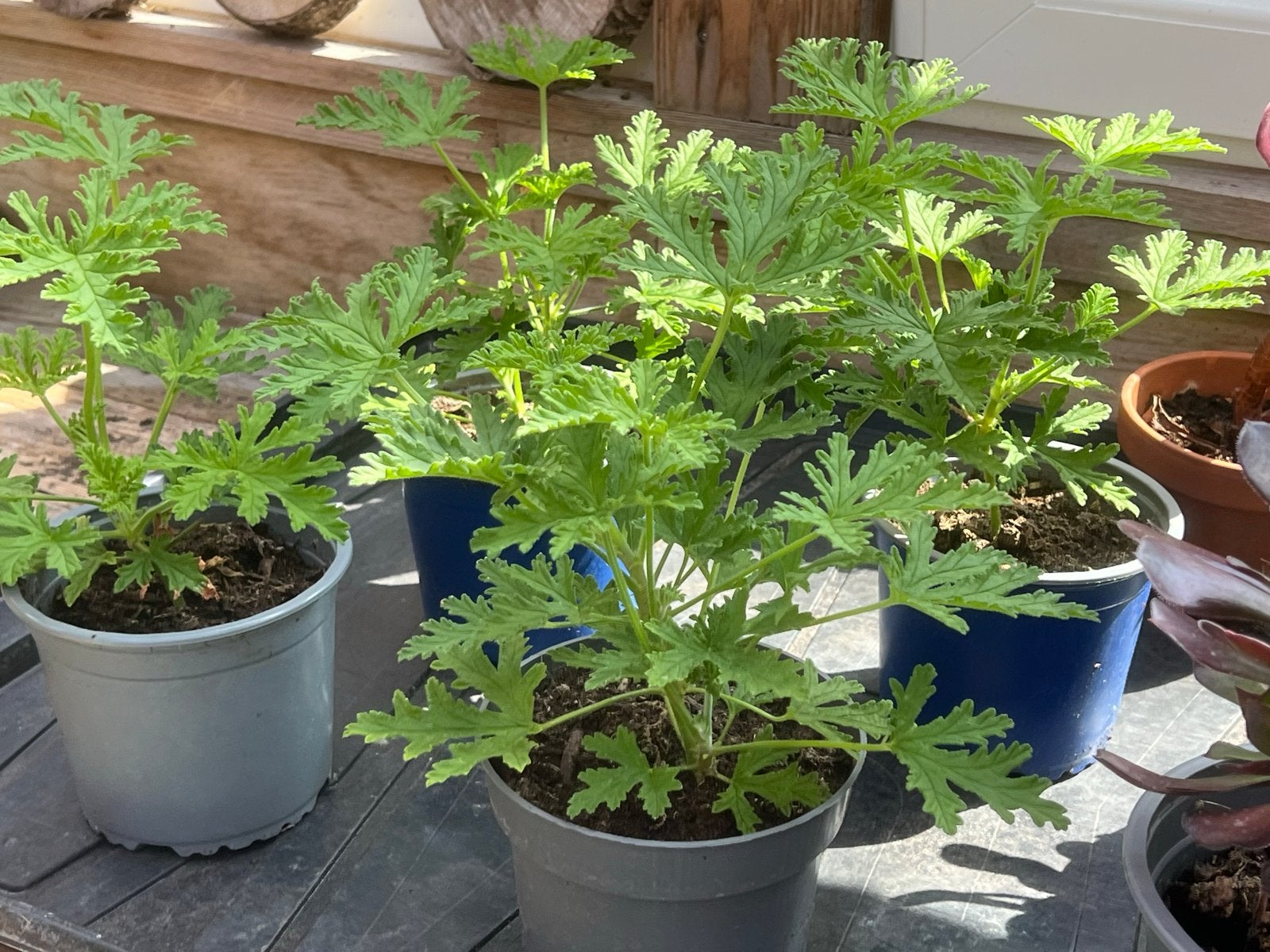 Diverse soorten kamerplanten, Ophalen, Overige soorten, Halfschaduw, In pot