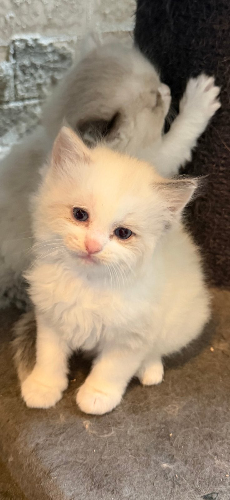 Raszuivere ragdoll kittens, Meerdere dieren, Gechipt, 0 tot 2 jaar