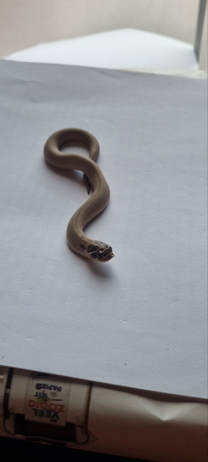 haakneusslangen (heterodon nasicus) Hognose Snake photo 3