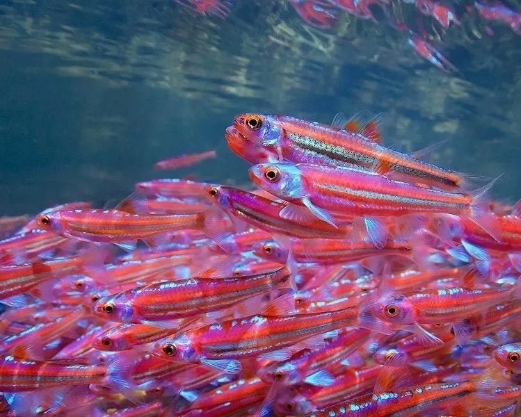 Vis sluierstaart Koi zeelt winde goudvis goudwinde shubunkin, Overige soorten