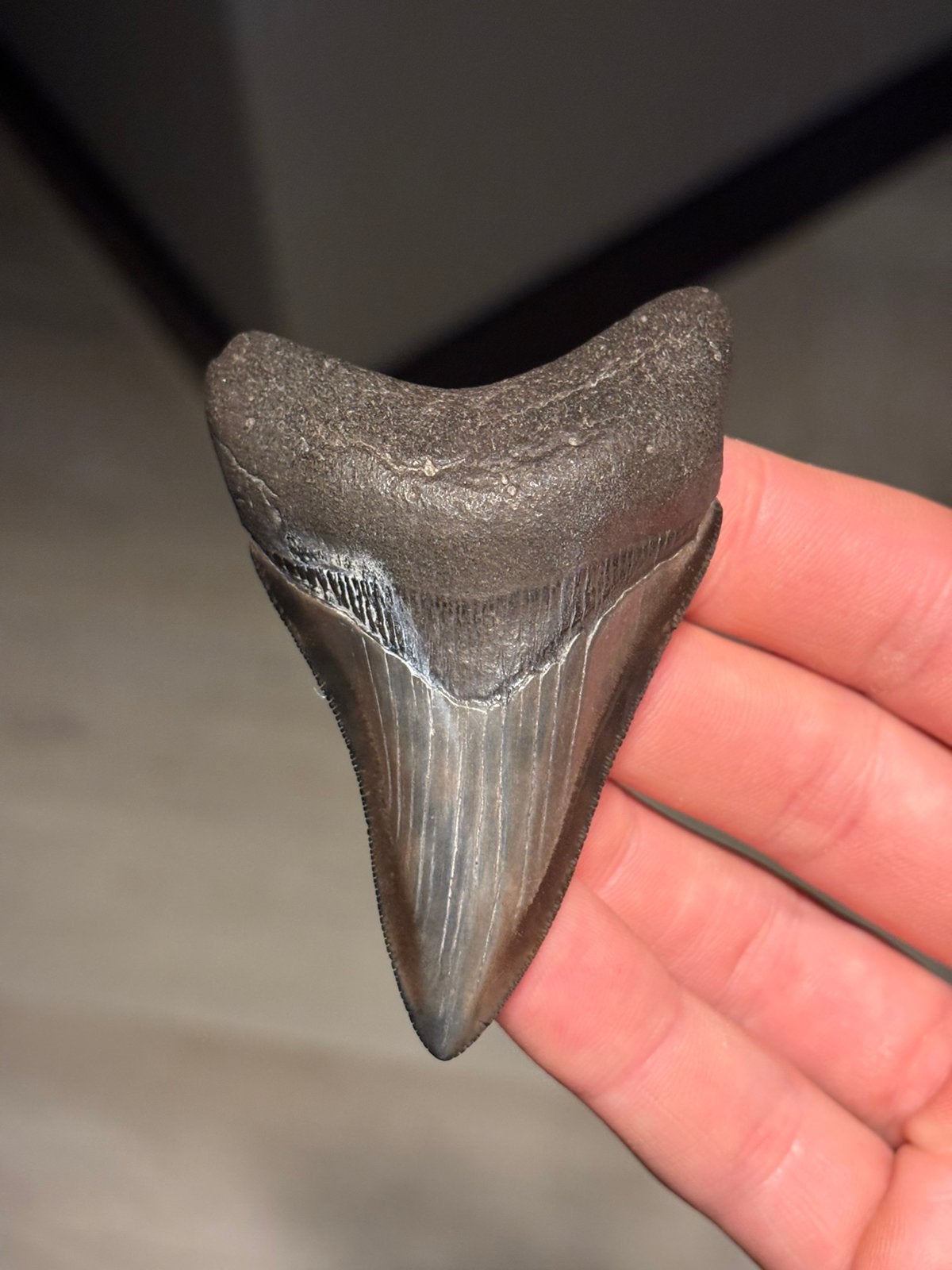 Megalodon haaientand fossiel Georgia, Verzamelen, Ophalen of Verzenden, Fossiel