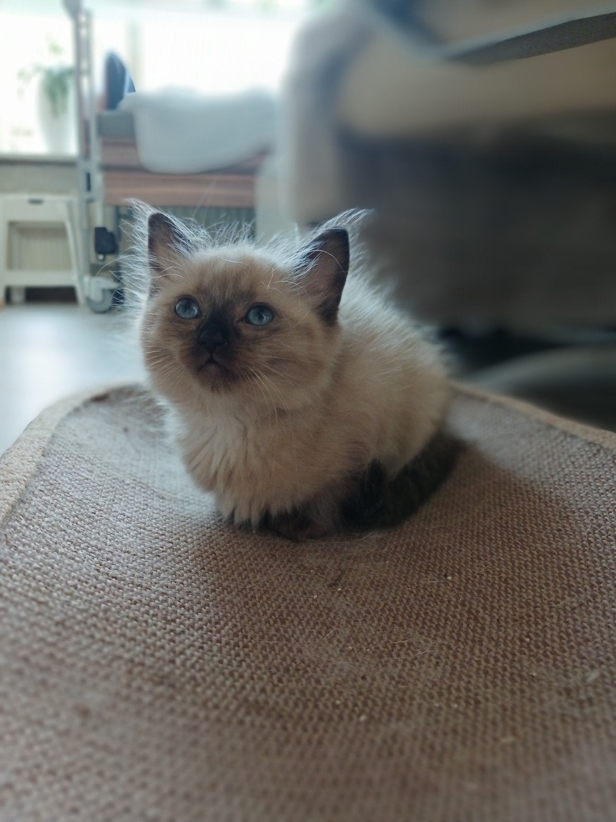Mink en traditionele Ragdoll kittens, Meerdere dieren, Gechipt, 0 tot 2 jaar