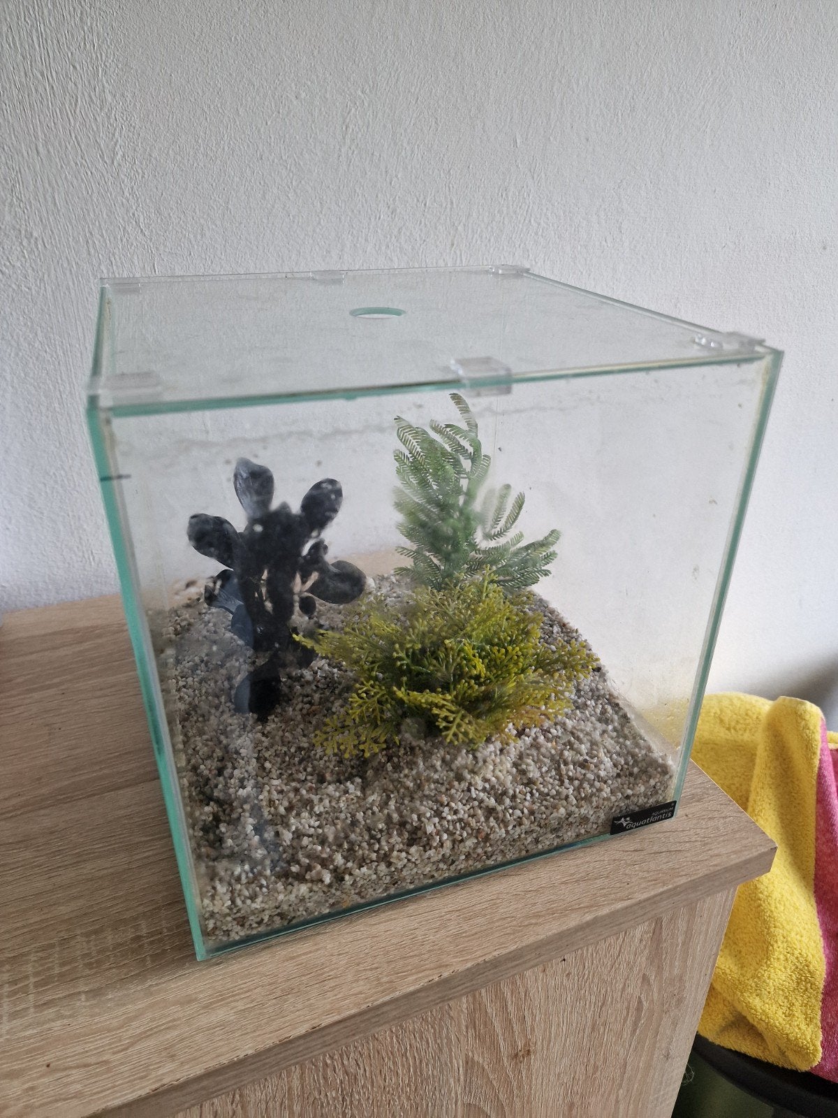 klein vensferbank aquariumpje, Ophalen, Nieuw, Plant(en), Steen of Hout