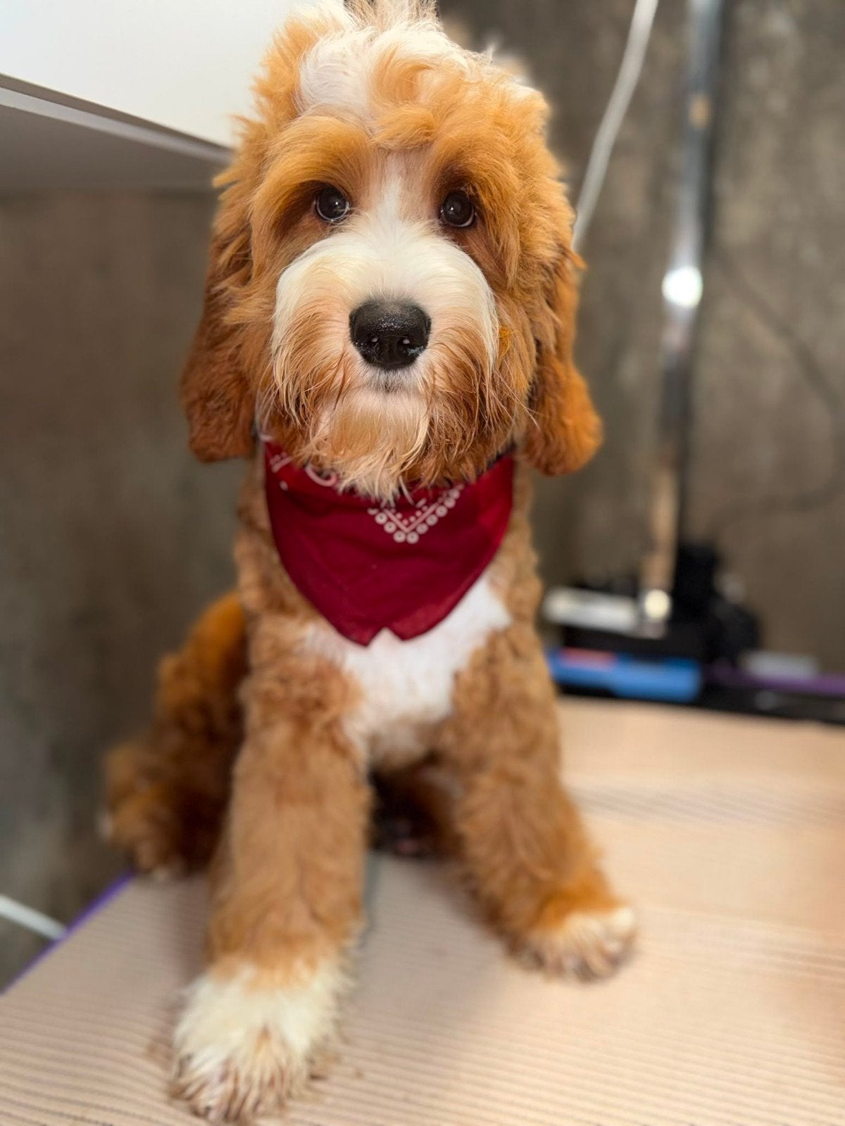 Australian labradoodle reutje zoekt fijn gastgezin, 15 weken tot 1 jaar, Eén hond, Nederland, Fokker | Hobbymatig