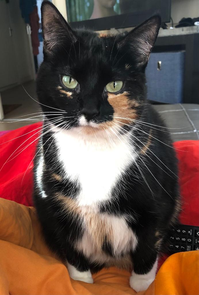 Kat herplaatsing, Dieren en Toebehoren, Katten en Kittens | Overige Katten, Poes, Kortharig, 6 jaar of ouder