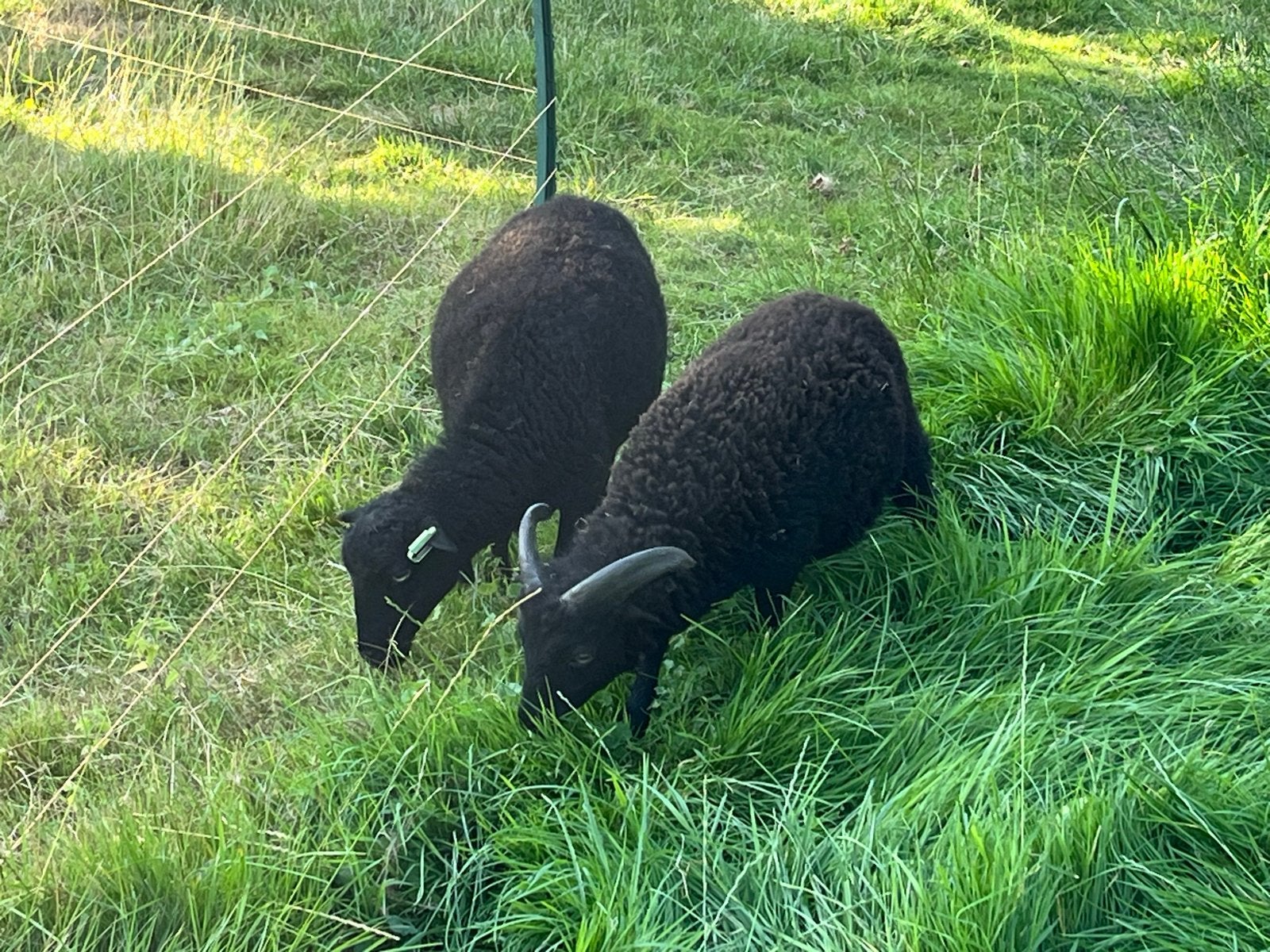 Ouessant ooi met ramlam, Dieren en Toebehoren, Vrouwelijk, Schaap