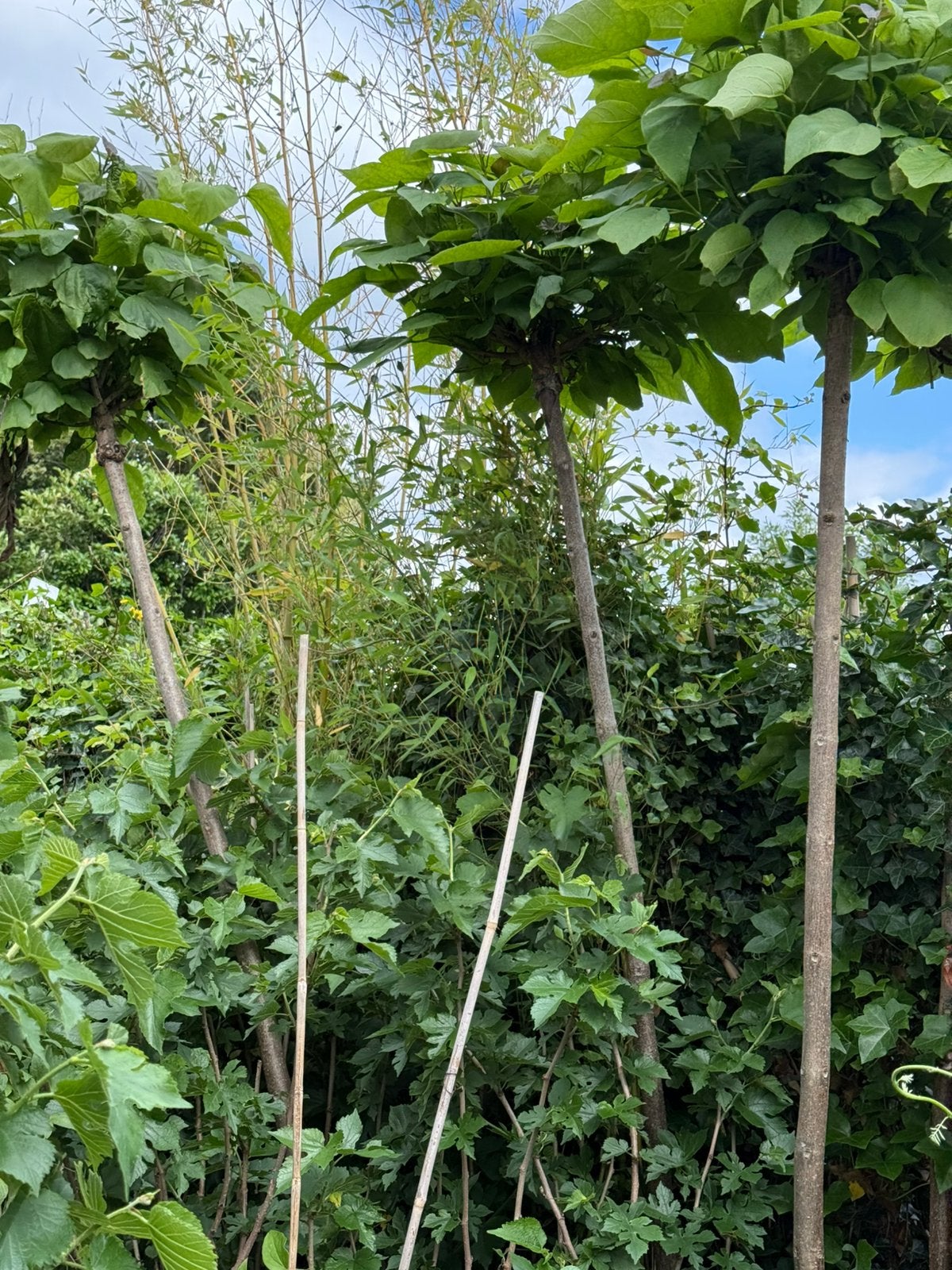 Aanbieding bol katalpa stam 200 cm dan de bol potgekweekt, Tuin en Terras, Planten | Bomen, Bloeit niet, Ophalen of Verzenden