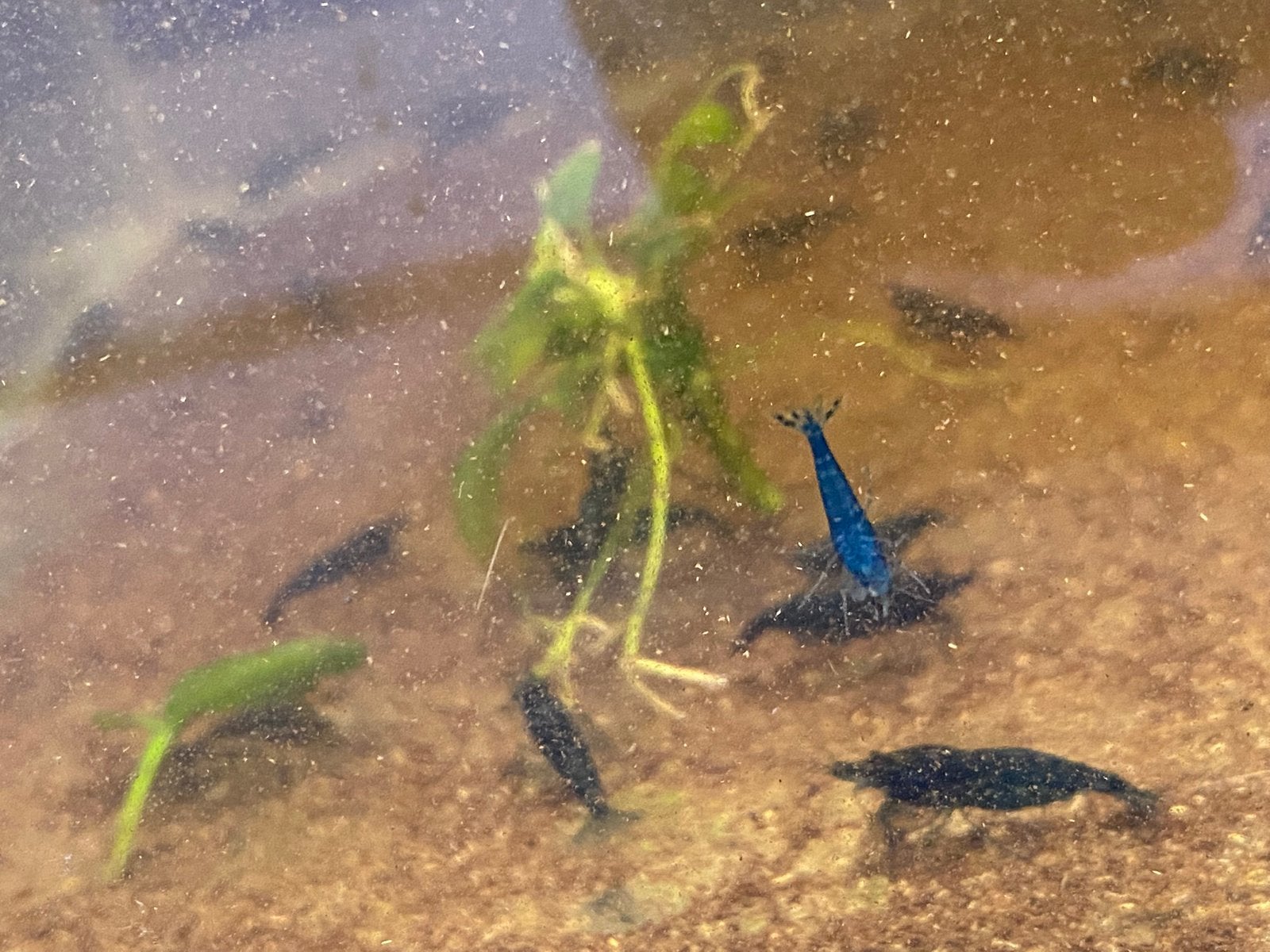 Blauwe garnalen, Dieren en Toebehoren, Kreeft, Krab of Garnaal, Zoetwatervis