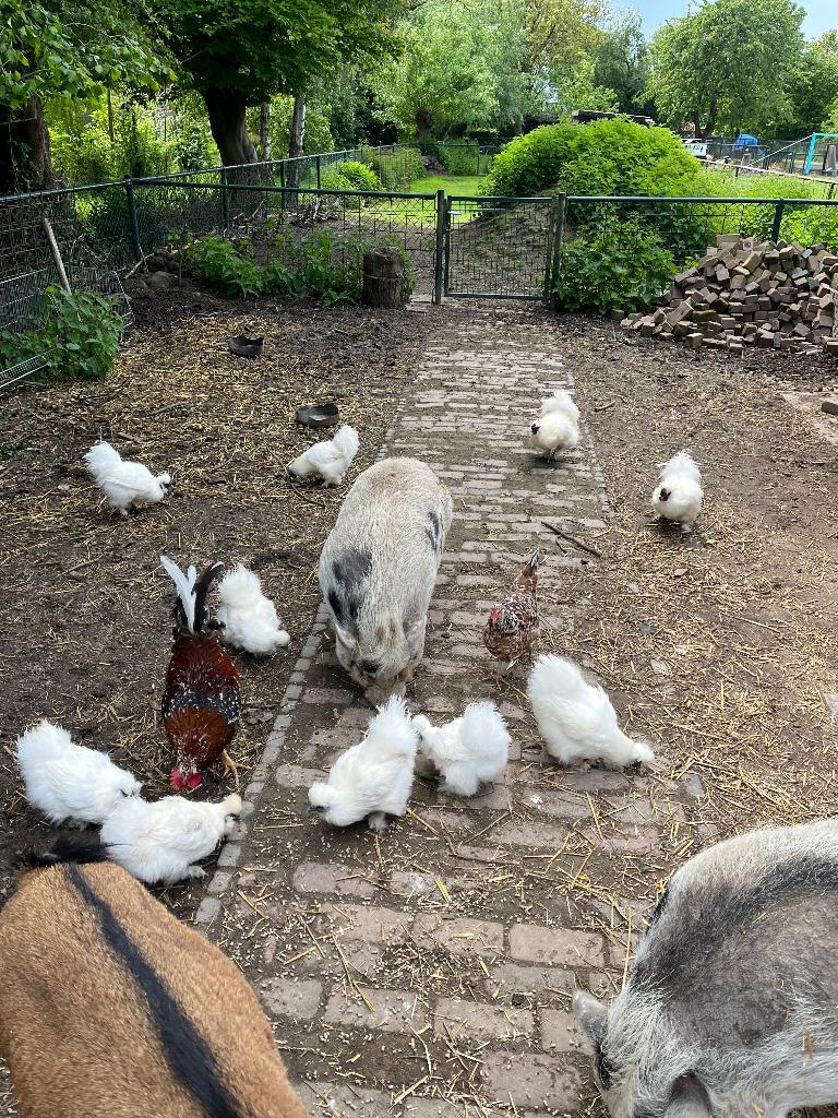 Kippen, Dieren en Toebehoren, Vrouwelijk, Kip