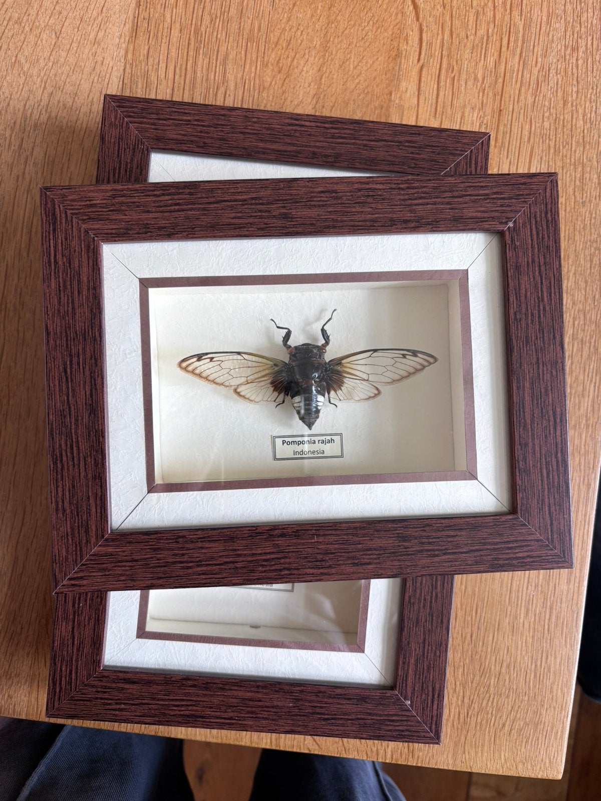 Insecten - taxidermie / opgezet (schorpioen en cicade), Ophalen of Verzenden, Zo goed als nieuw