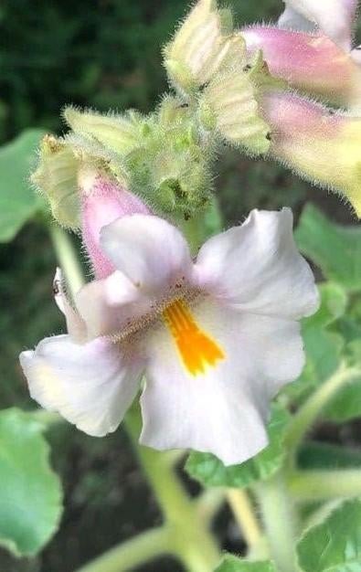 Zaden Proboscidea louisianica, Ophalen of Verzenden, Zaad