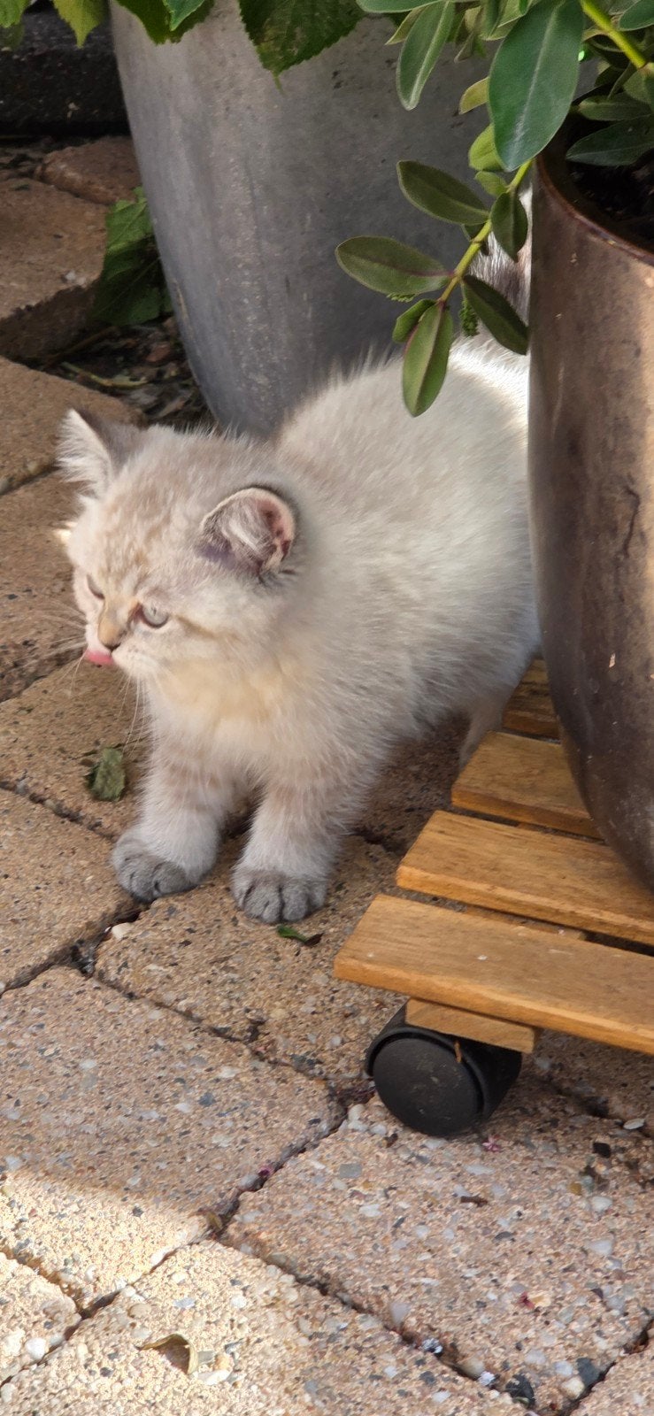 lieve mooie britse korthaar kittens, Dieren en Toebehoren, Katten en Kittens | Overige Katten, Poes, Kortharig, 0 tot 2 jaar