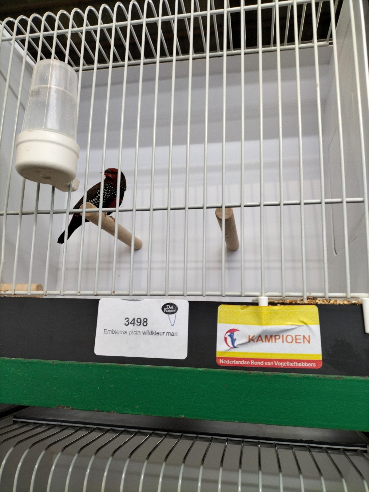 te koop gevraagd, Dieren en Toebehoren, Vrouwelijk