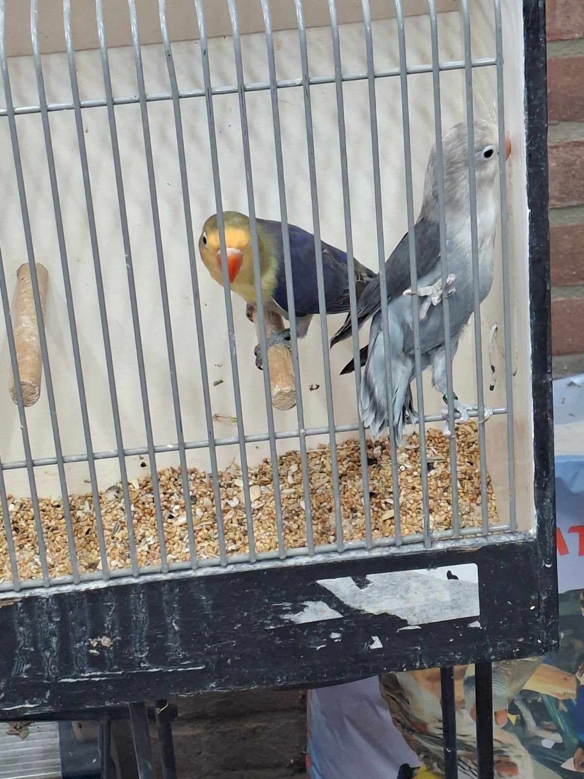 2 koppels ficheries, Meerdere dieren, Parkiet