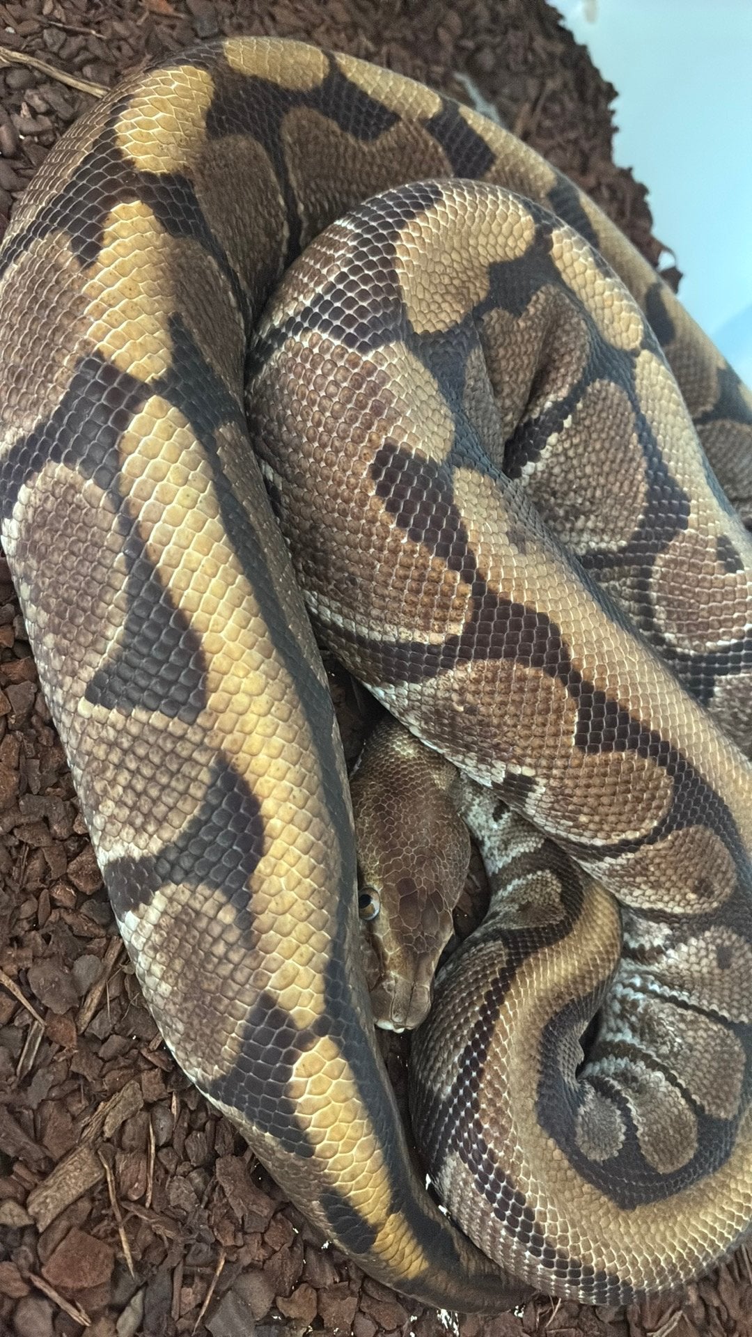 Ball python regius Ball Python photo 2