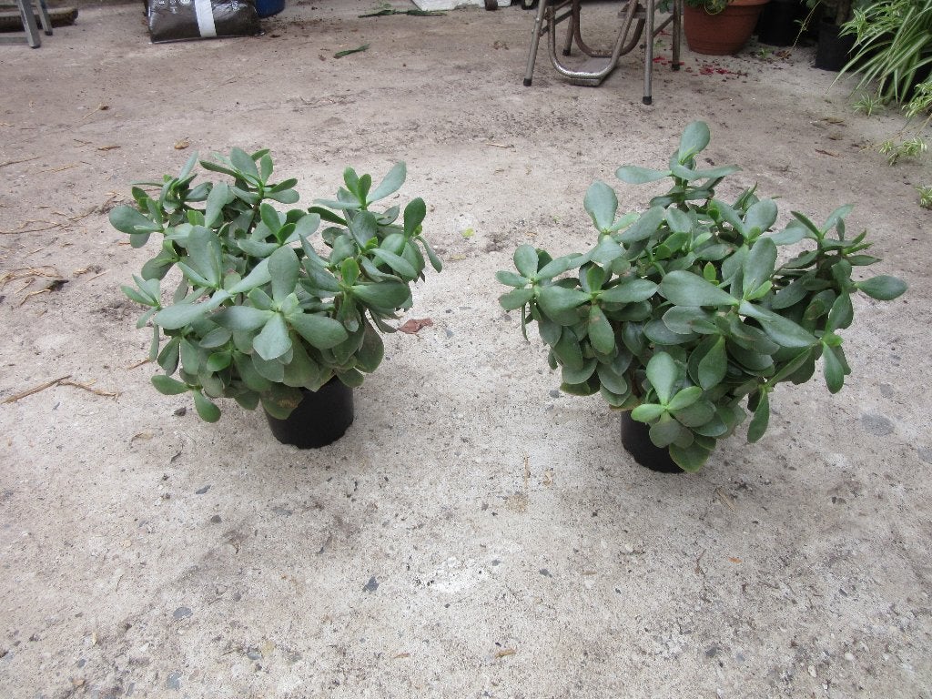 kamerplant, Huis en Inrichting, Ophalen, In pot, Halfschaduw, Minder dan 100 cm
