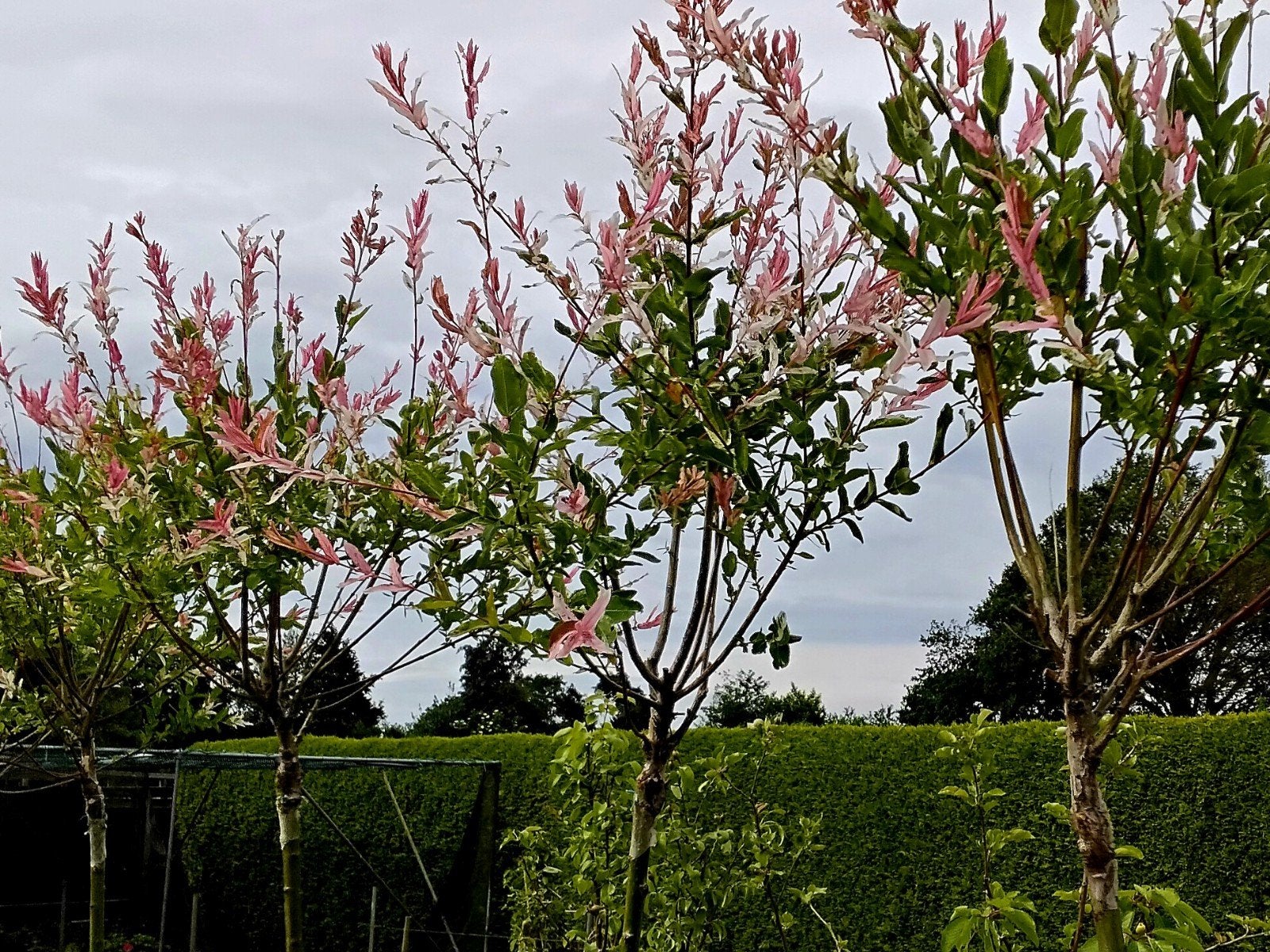 Salix Hakuro Nishiki (180 cm. stam), Ophalen, Overige soorten, Volle zon