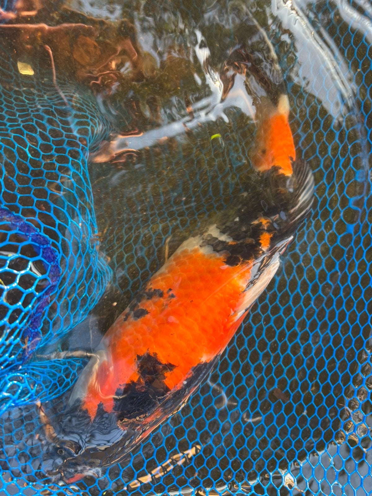 Koi, Karper of Koi