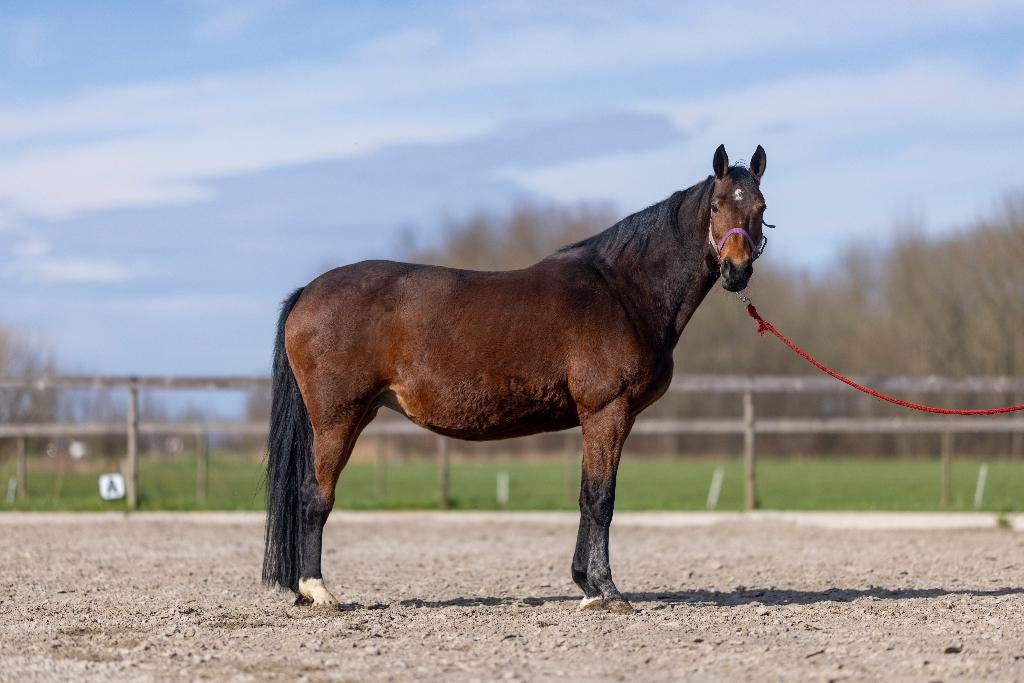 hele lieve fokmerrie zoekt een 10 sterrrenhuisje, Merrie
