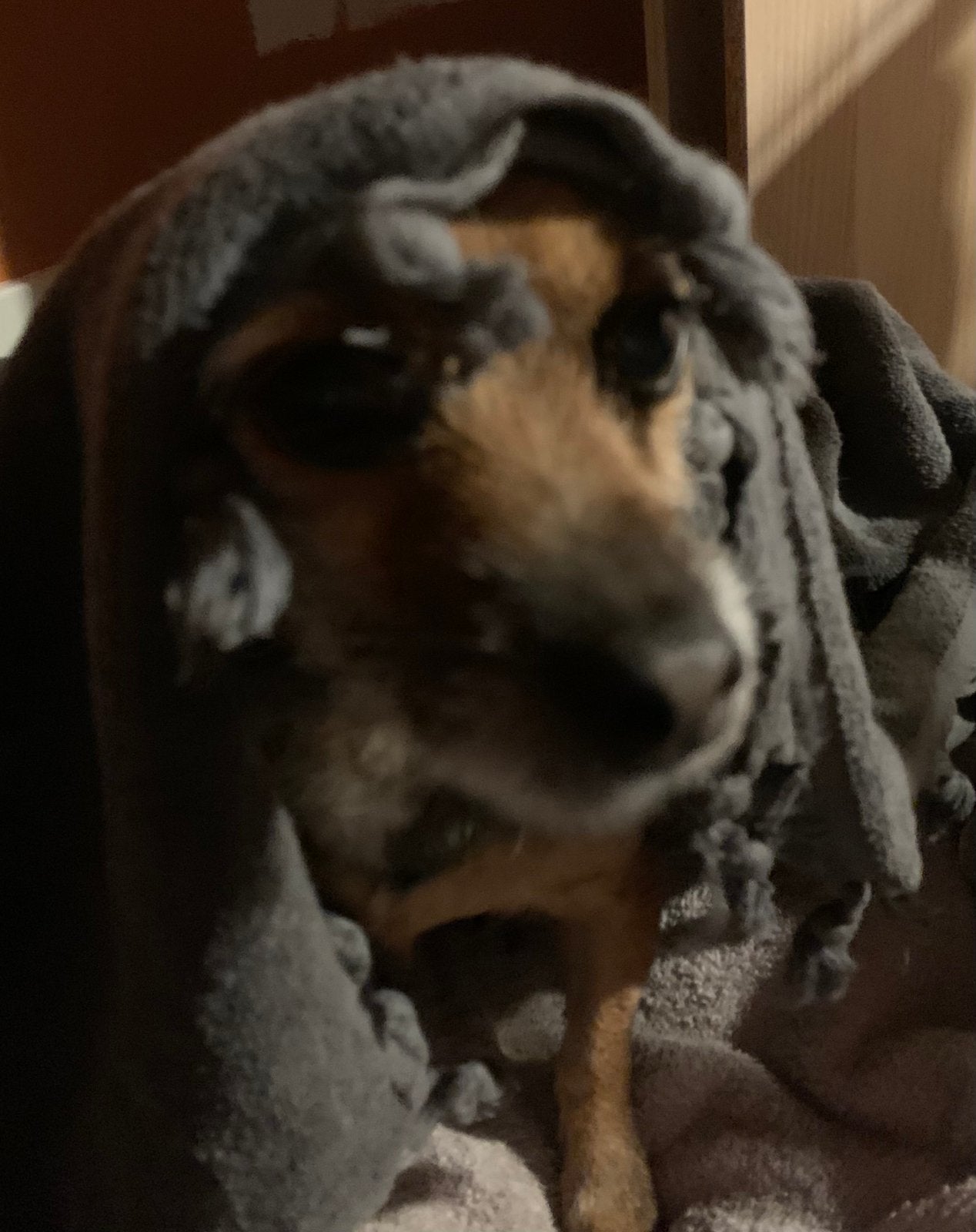 Liefdevolle hondenopvang voor kleine honden (Amsterdam West), Particuliere oppas