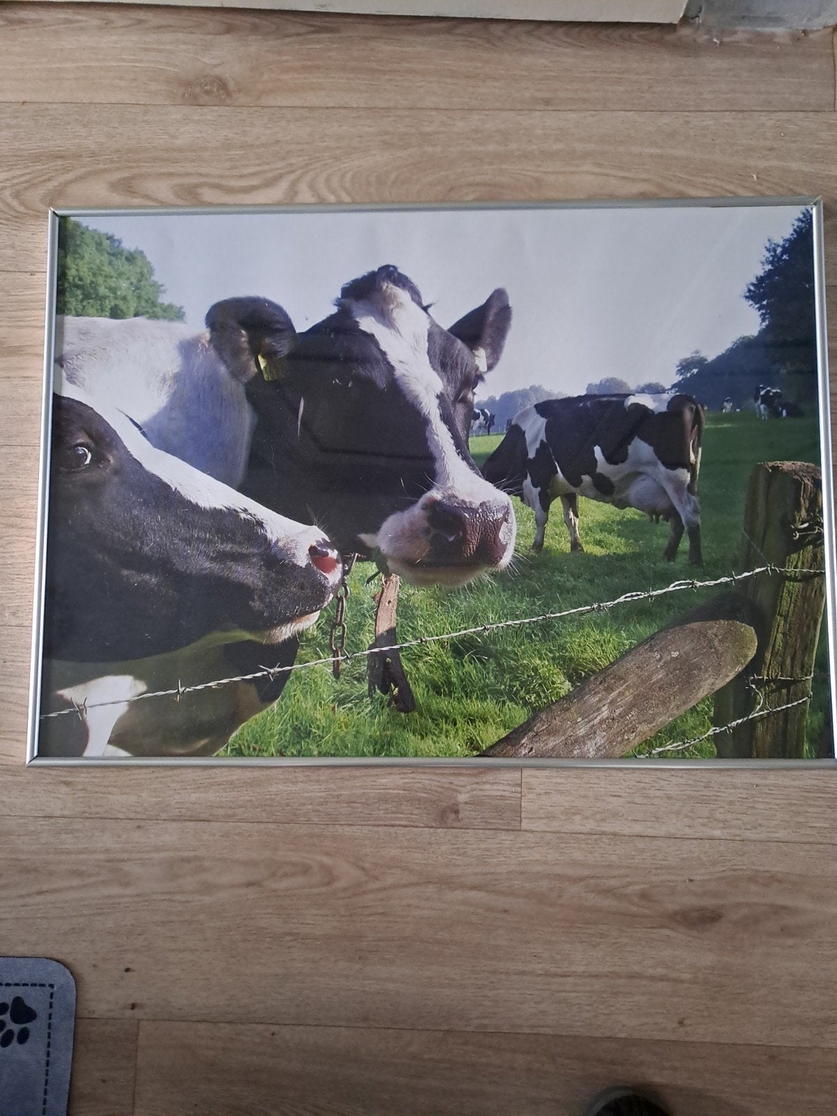 Ingelijste foto van koeien in de wei, Huis en Inrichting, 50 – 75, Ophalen of Verzenden, Zo goed als nieuw, 75 tot 100 cm
