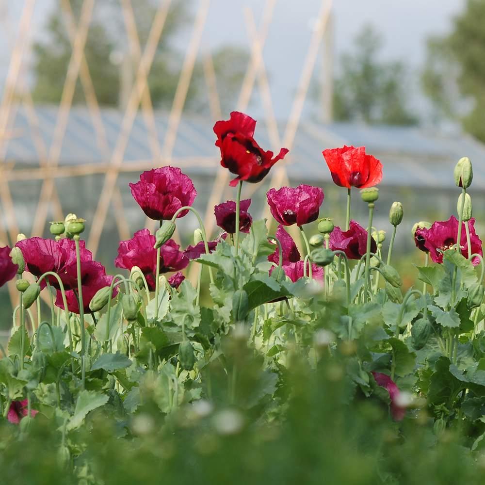 Papaver zaden - Verschillende kleuren en soorten, Tuin en Terras, Bloembollen en Zaden, Ophalen of Verzenden, Voorjaar, Volle zon