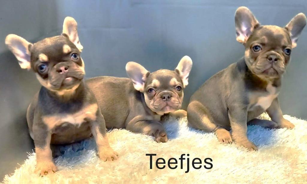 Franse Bulldog Pups Teefjes Lilac Tan & Creame, Dieren en Toebehoren, Honden | Bulldogs, Pinschers en Molossers, Parvo, 8 tot 15 weken