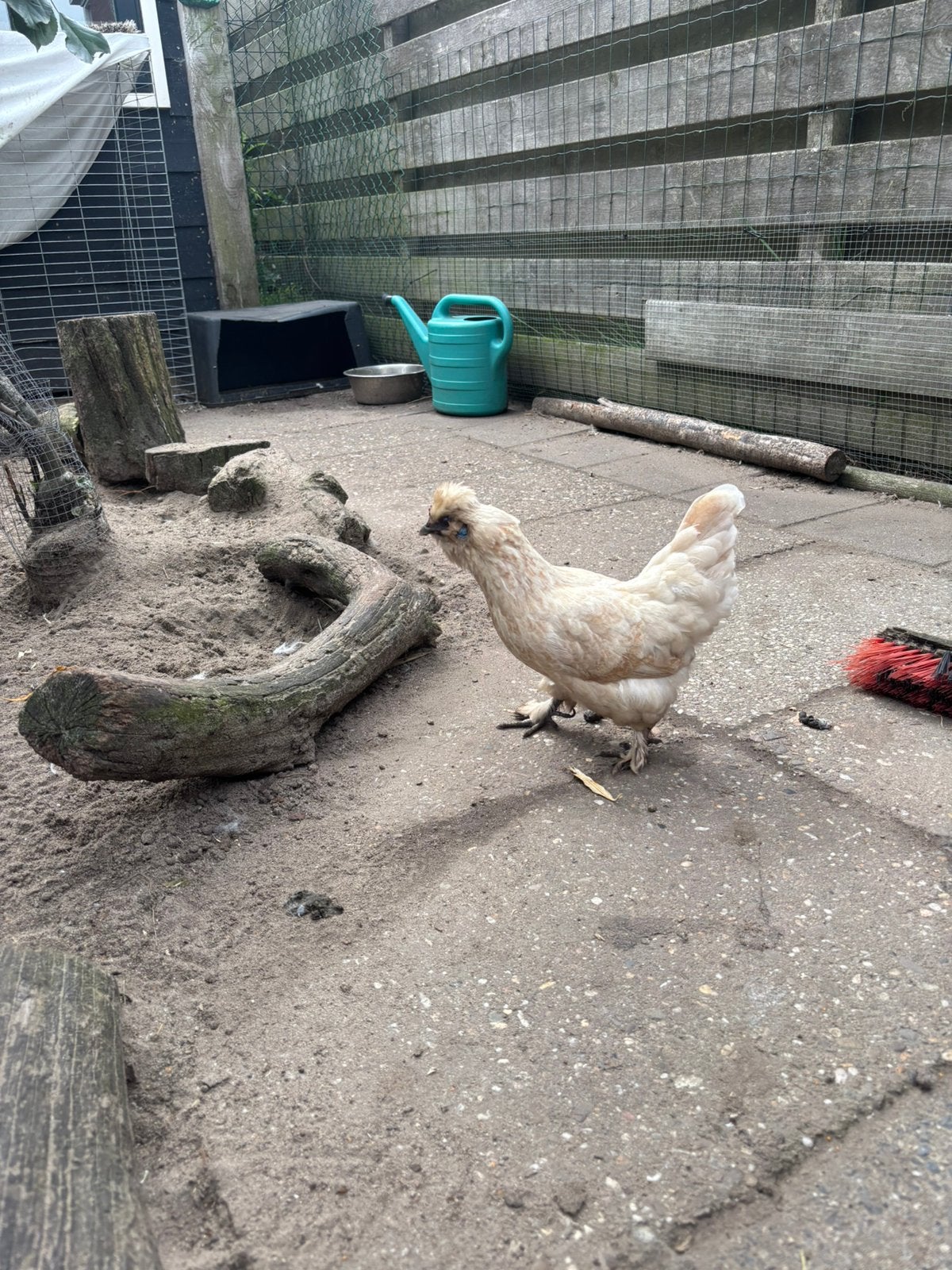 Verschillende kippen, Dieren en Toebehoren, Vrouwelijk, Kip