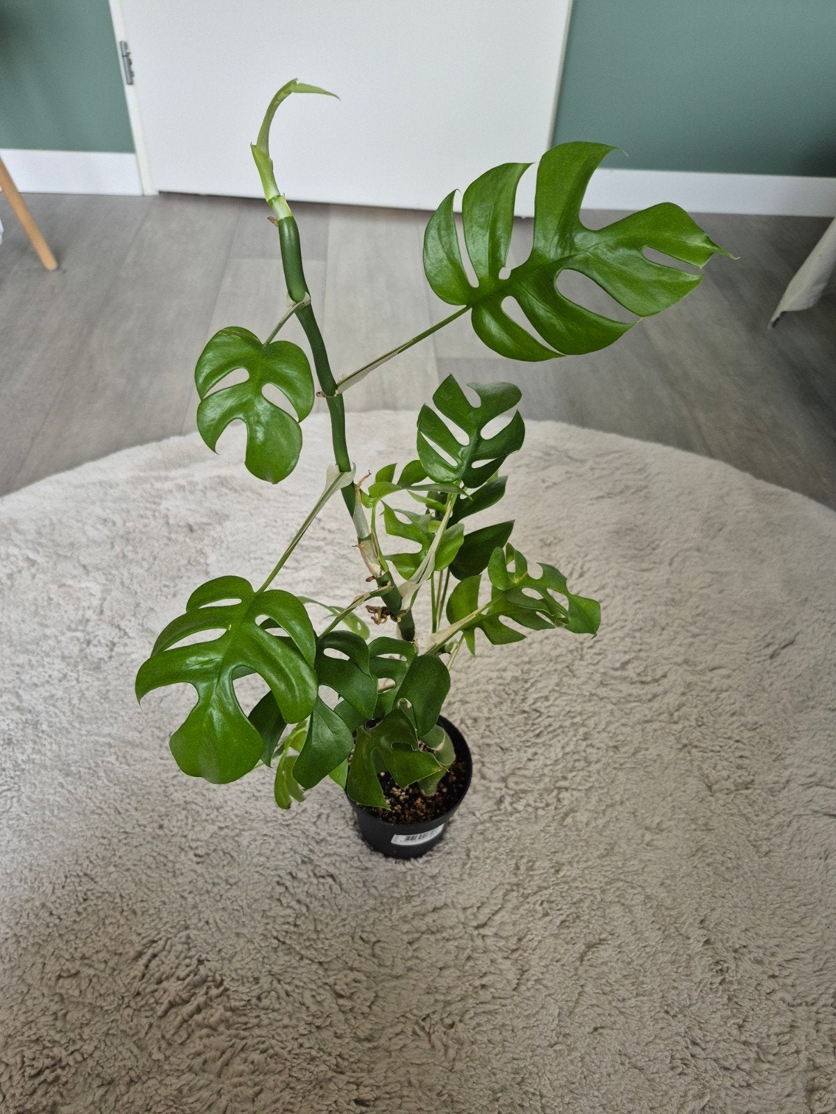 Rhaphidophora tetrasperma, Huis en Inrichting, Kamerplanten, Ophalen, Halfschaduw, Minder dan 100 cm