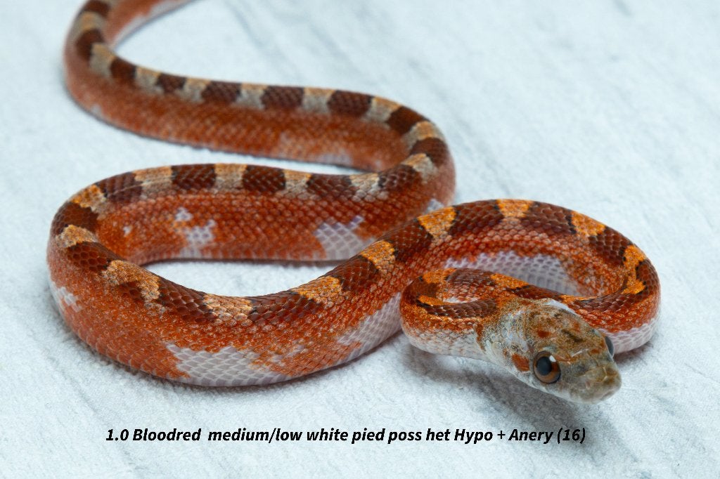 Top kwaliteit NK2026 Piedsided rattenslangen. Rat Snake photo 12