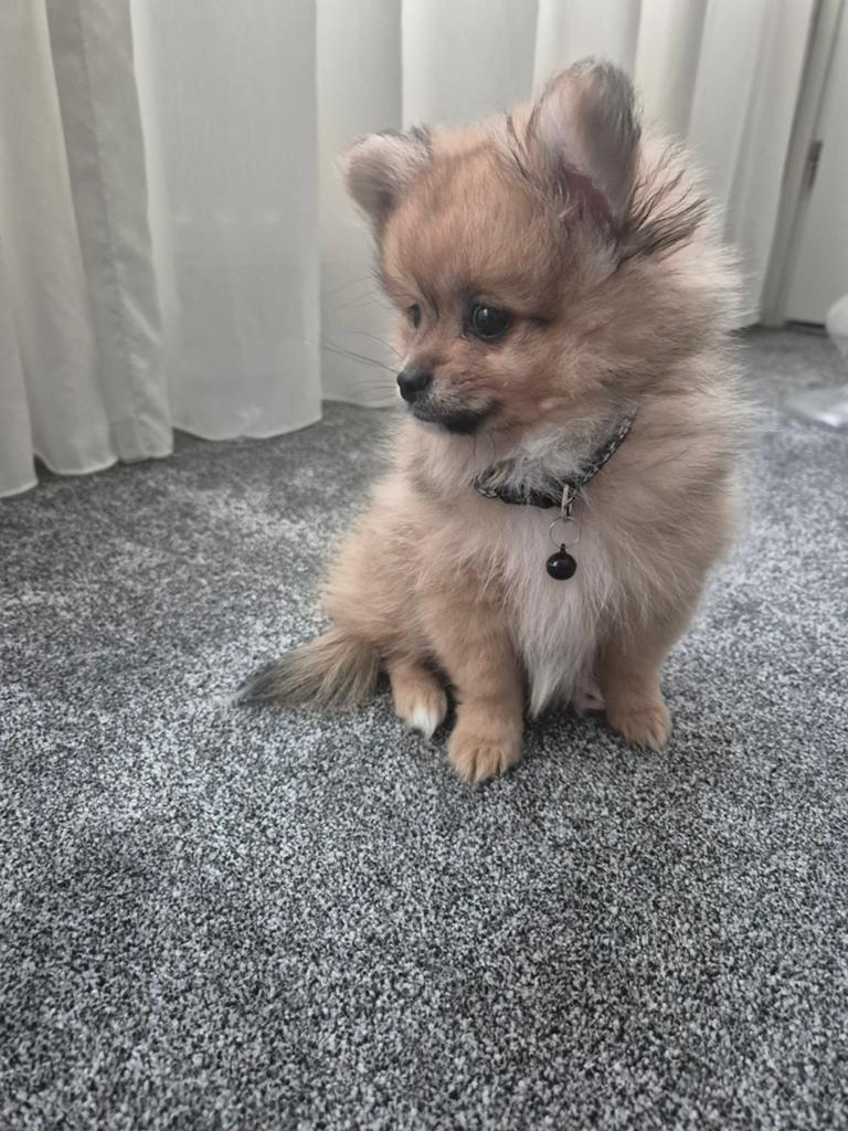 Prachtige pomchi pup bearface te koop, Dieren en Toebehoren, Honden | Chihuahua's en Gezelschapshonden, Reu, 8 tot 15 weken, Parvo