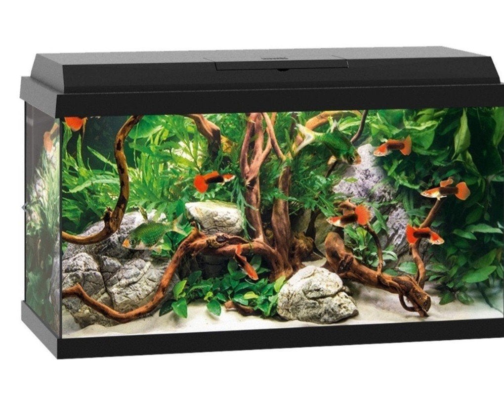 juwel primo 60 zwart, Dieren en Toebehoren, Ophalen, Gebruikt, Gevuld zoetwateraquarium, Juwel