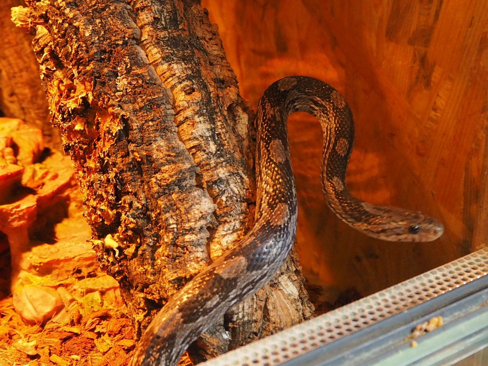 0.1 Pantherophis Guttatus Charcoal PB Corn Snake photo 7