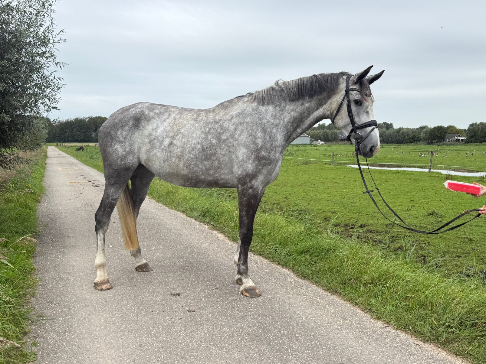 5 jarige fijne springmerrie, Merrie, Springpaard, 175 cm of meer, Met stamboom