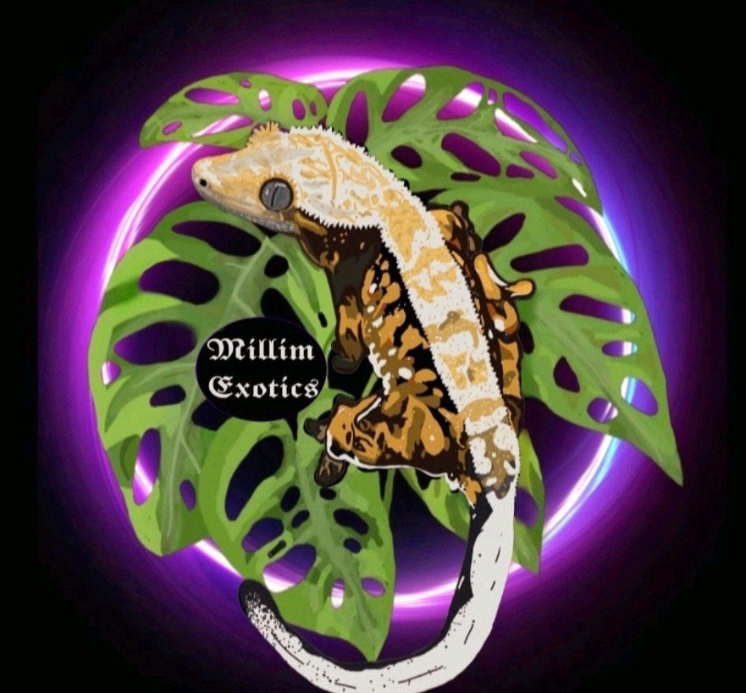 Wimpergekko nk25 Crested Gecko photo 4