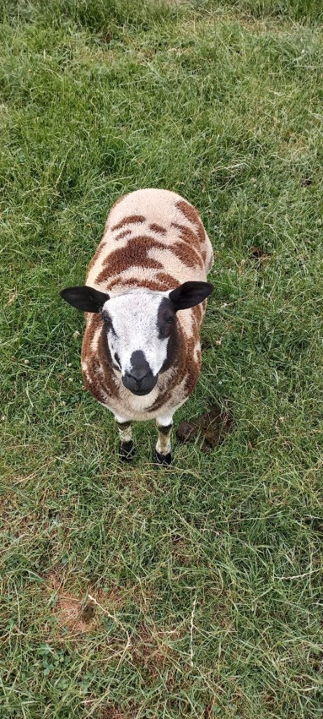 Bonte ram, Mannelijk, Schaap, 0 tot 2 jaar