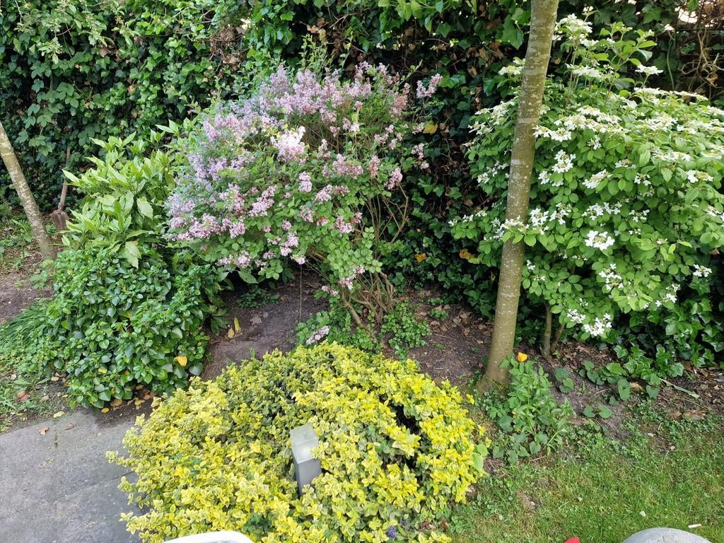 Diverse tuinplanten, struiken en bomen, Ophalen, Overige soorten, Struik, 100 tot 250 cm
