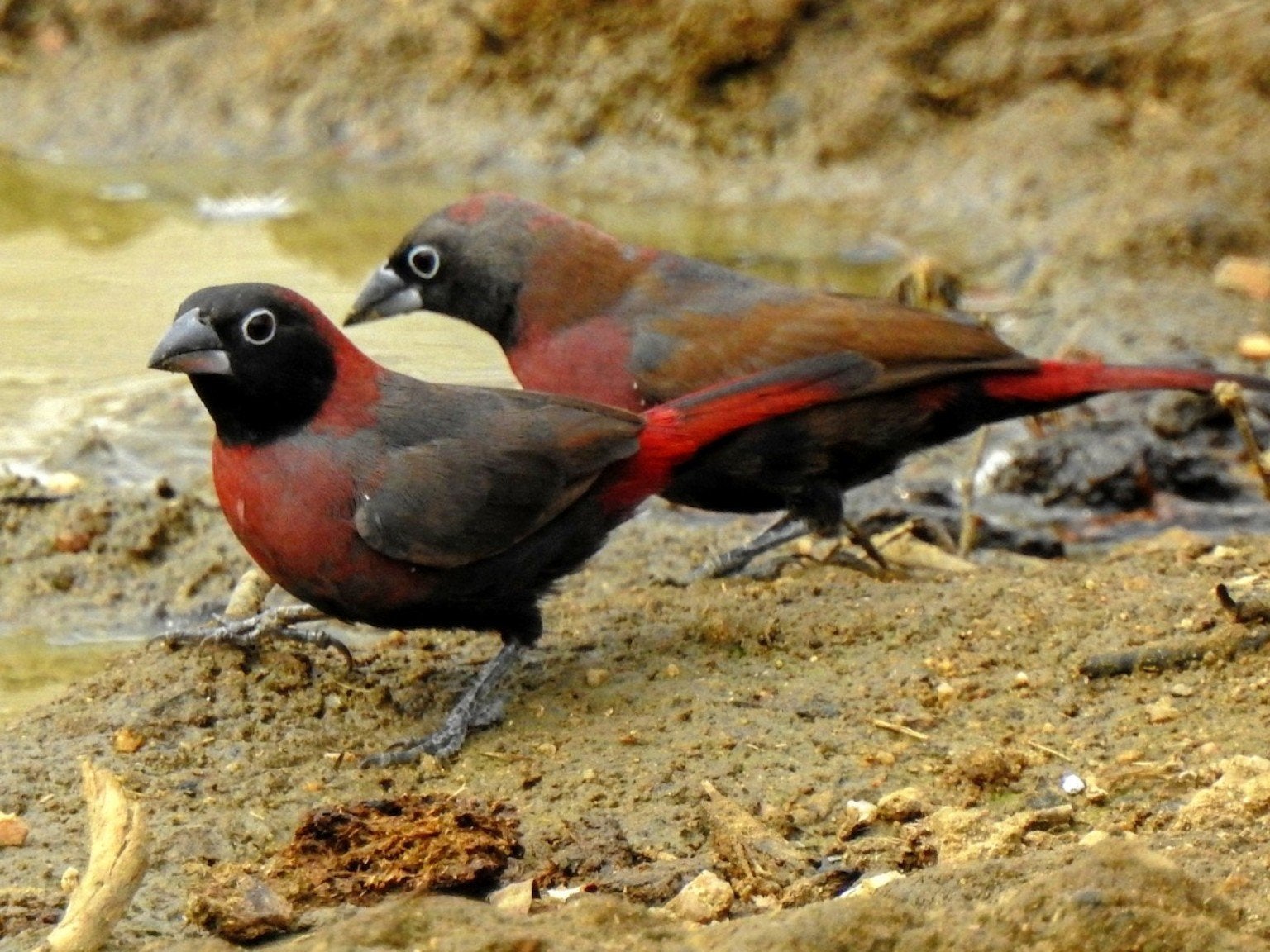 te koop wijnrode amarant vast geringd, Meerdere dieren, Tropenvogel, Geringd
