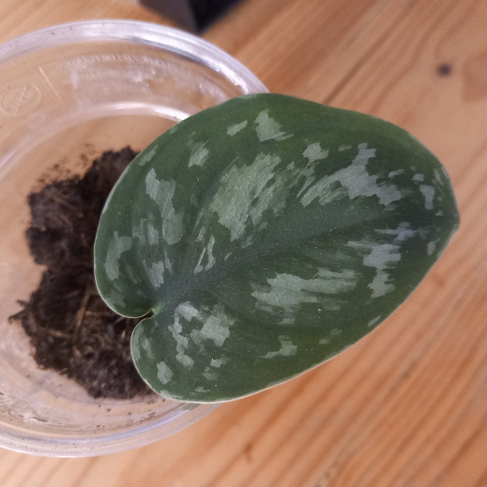 Philodendron scindapsus exotica stek nr 79, Huis en Inrichting, Kamerplanten, Ophalen of Verzenden, Halfschaduw, Minder dan 100 cm