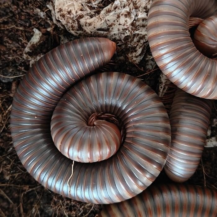 Thyropygus allevatus, Dieren en Toebehoren