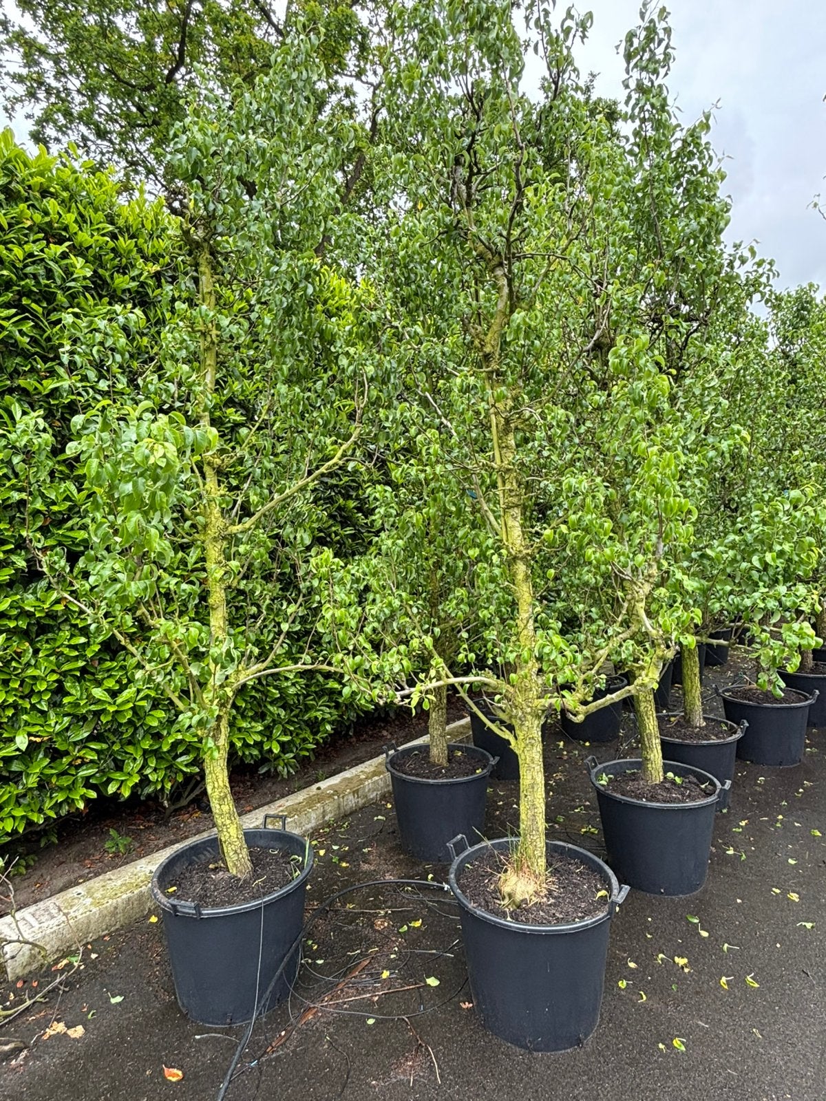 conference perenbomen in pot 25 jaar oud., Tuin en Terras, Planten | Bomen, Ophalen, Volle zon, Overige soorten, 250 tot 400 cm