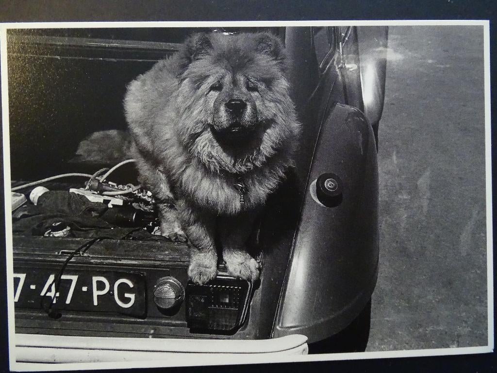 Citroën 2CV - met Chow Chow / Foto Jack Jacobs 1979, Ophalen of Verzenden, 1960 tot 1980, Ongelopen, Voertuig