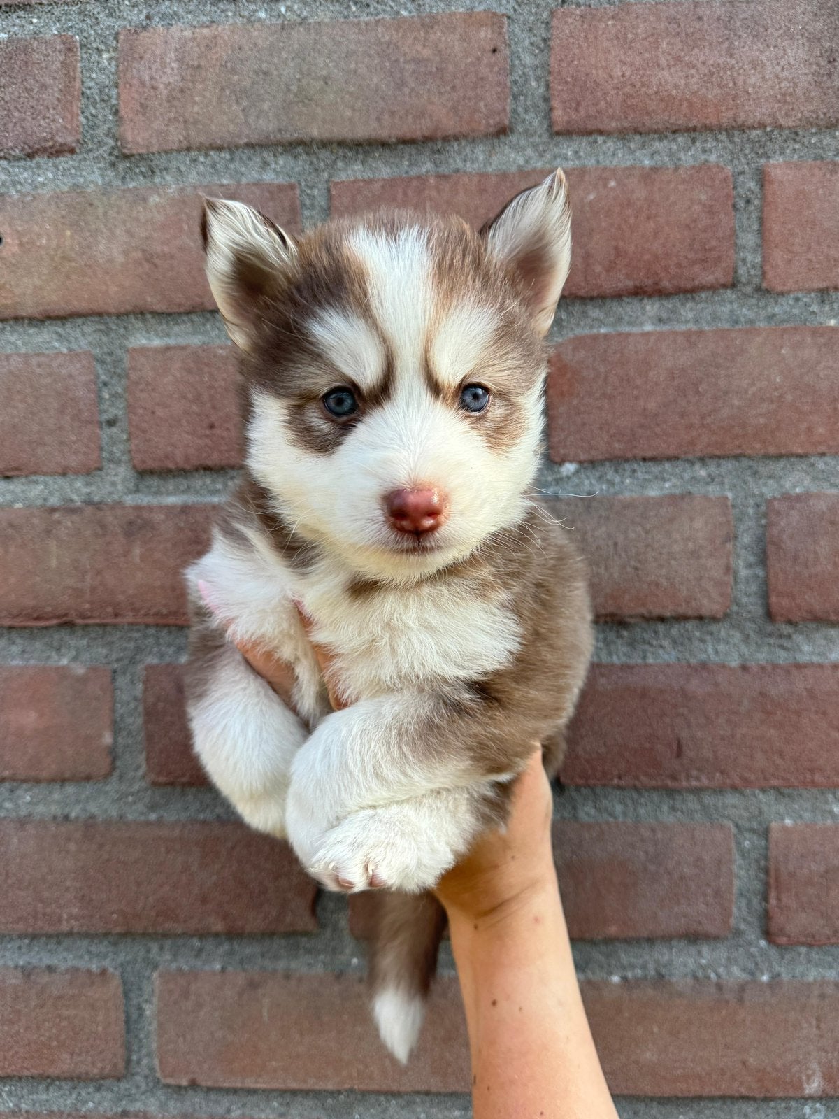 Lieve, schattige Pomsky pups te reseveren, Overige rassen, 8 tot 15 weken, Parvo, Meerdere