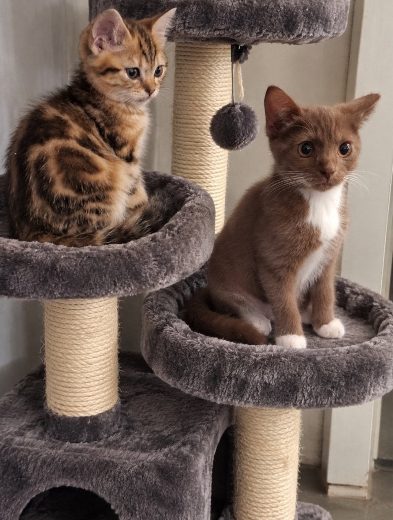 Brits korthaar  x  Ragdoll, Meerdere dieren, Gechipt, 0 tot 2 jaar