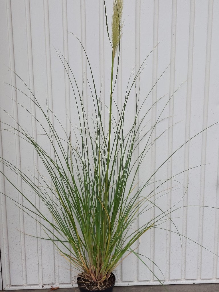 Cortaderia (pampasgras), Ophalen, Vaste plant, Siergrassen, Halfschaduw