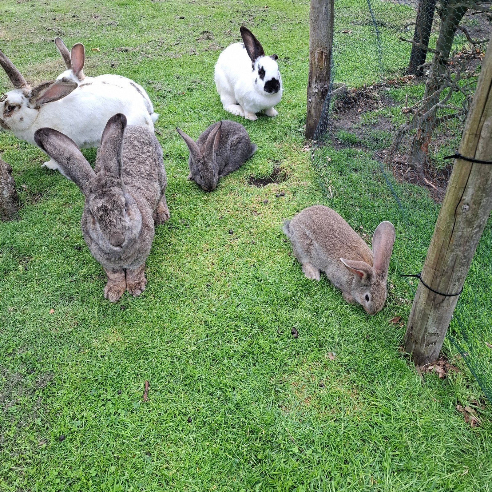 Lotharinger konijnen zoeken nieuw huisje, Dieren en Toebehoren, Konijnen, Meerdere dieren