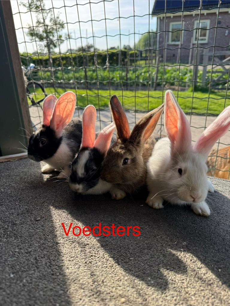 Vlaamse reus, Meerdere dieren, Groot, 0 tot 2 jaar