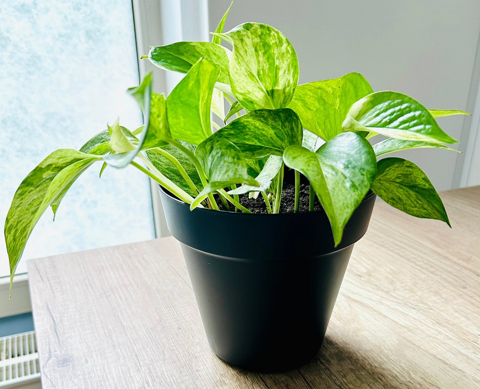 Royale Epipremnum Golden Pothos || Sterke Kamerplant in Pot, Huis en Inrichting, Kamerplanten, Overige soorten, In pot, Minder dan 100 cm